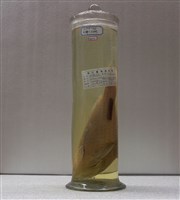 藏品(姬鸚哥魚)的圖片